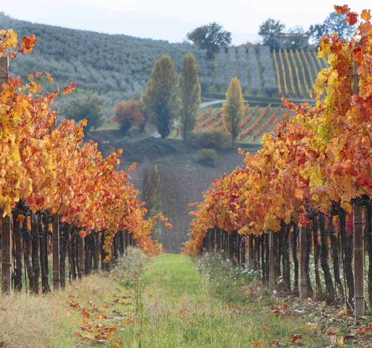 viaggi-di-gruppo-in-umbria-vigne-hotel-le-grazie-assisi