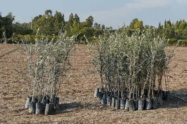 Progetto Green Hotel Le Grazie per piantare ulivi nel Sulcis in Sardegna. Turismo Ecosostenibile