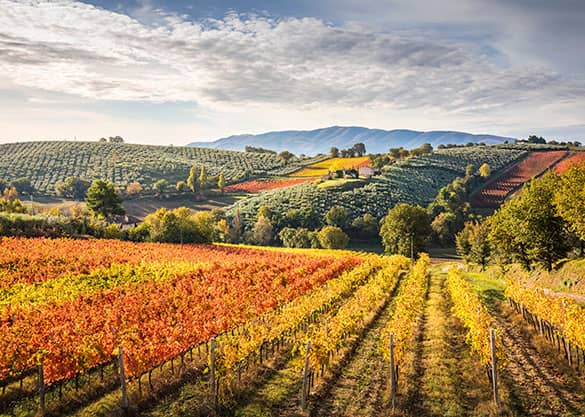 L’Umbria, il cuore verde d’Italia, è una regione ricca di magia, spiritualità e natura. Vi Aspettiamo ad Assisi
